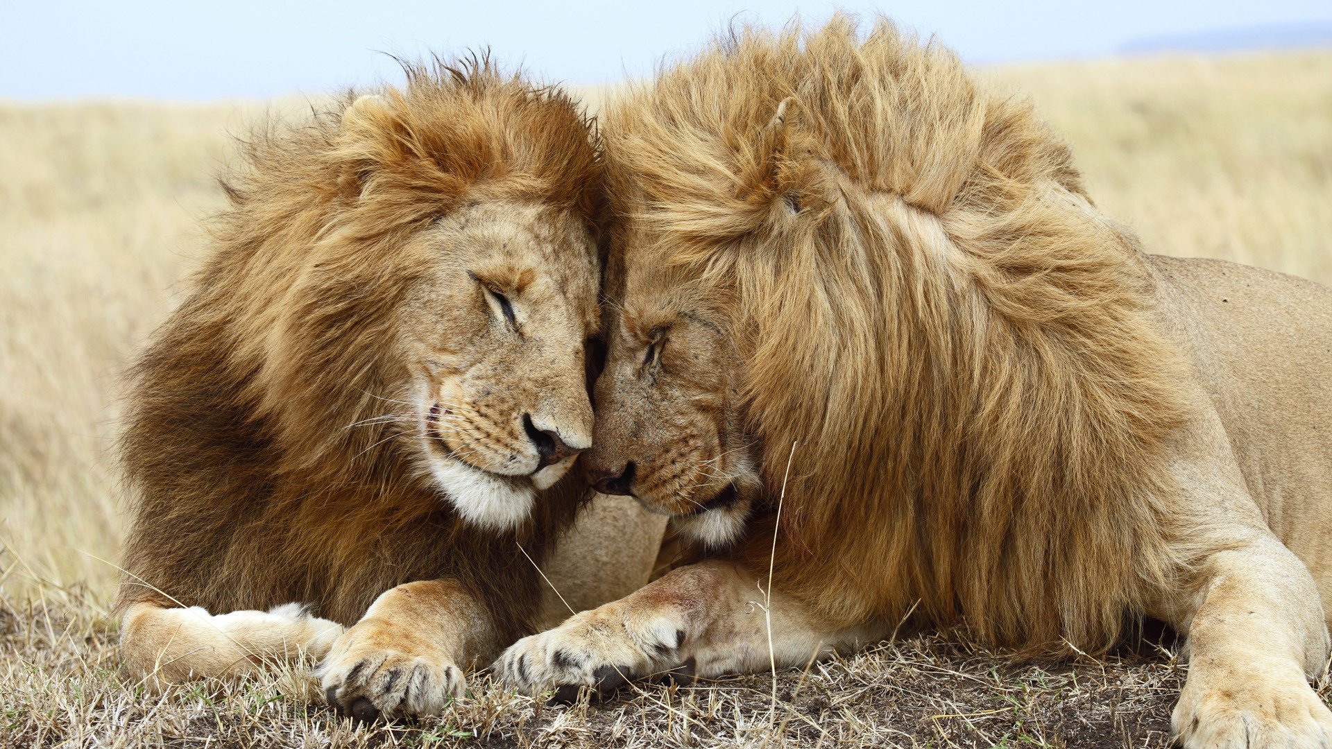 criniere pelose vento felino animali predatori amicizia