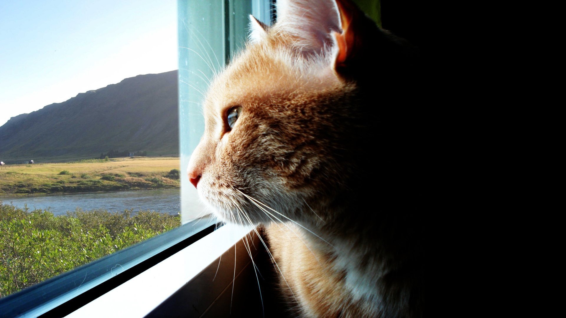 vista a través de la ventana gatos gato rojo naturaleza animales vista felino