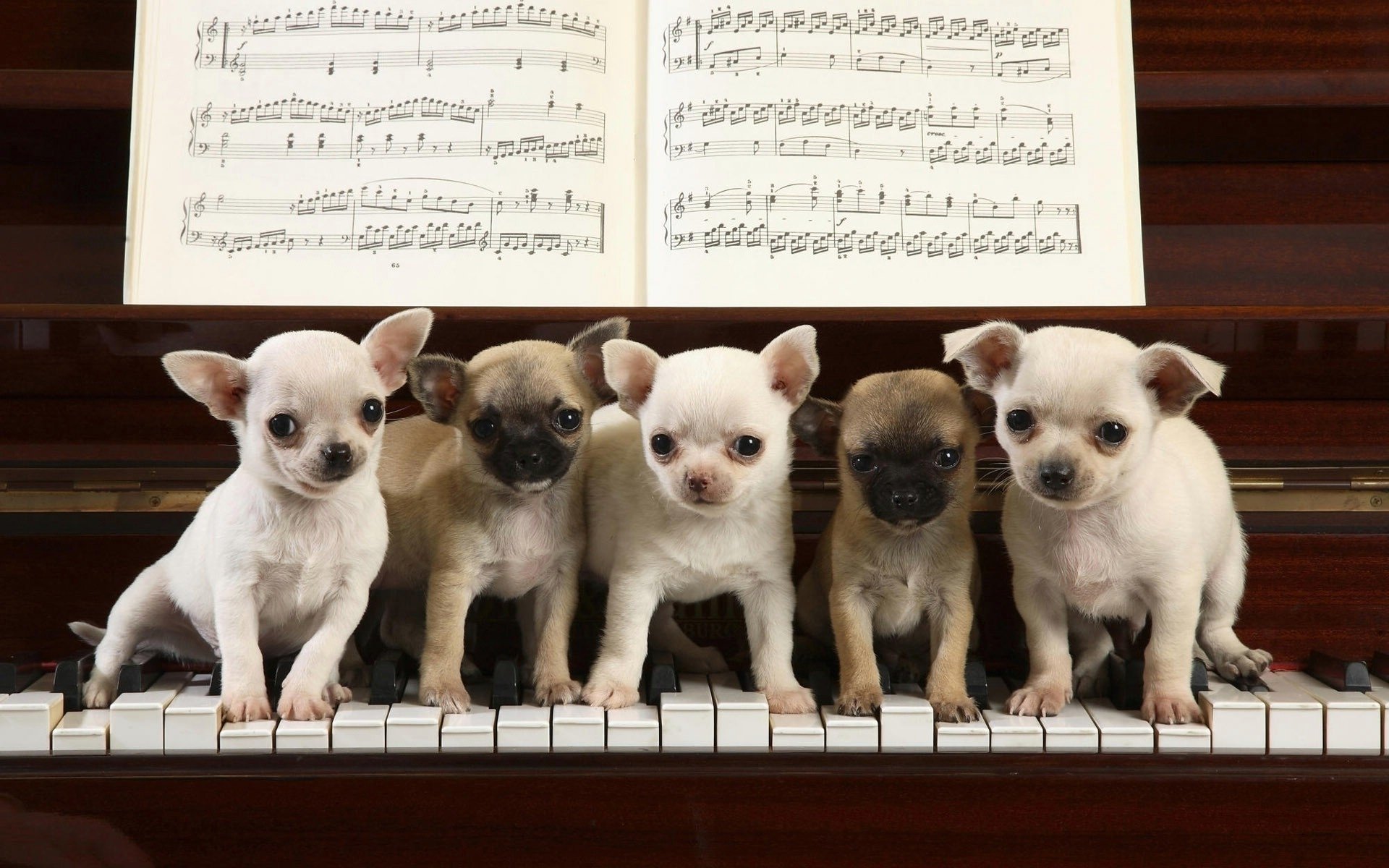 white puppies piano keys dogs puppie