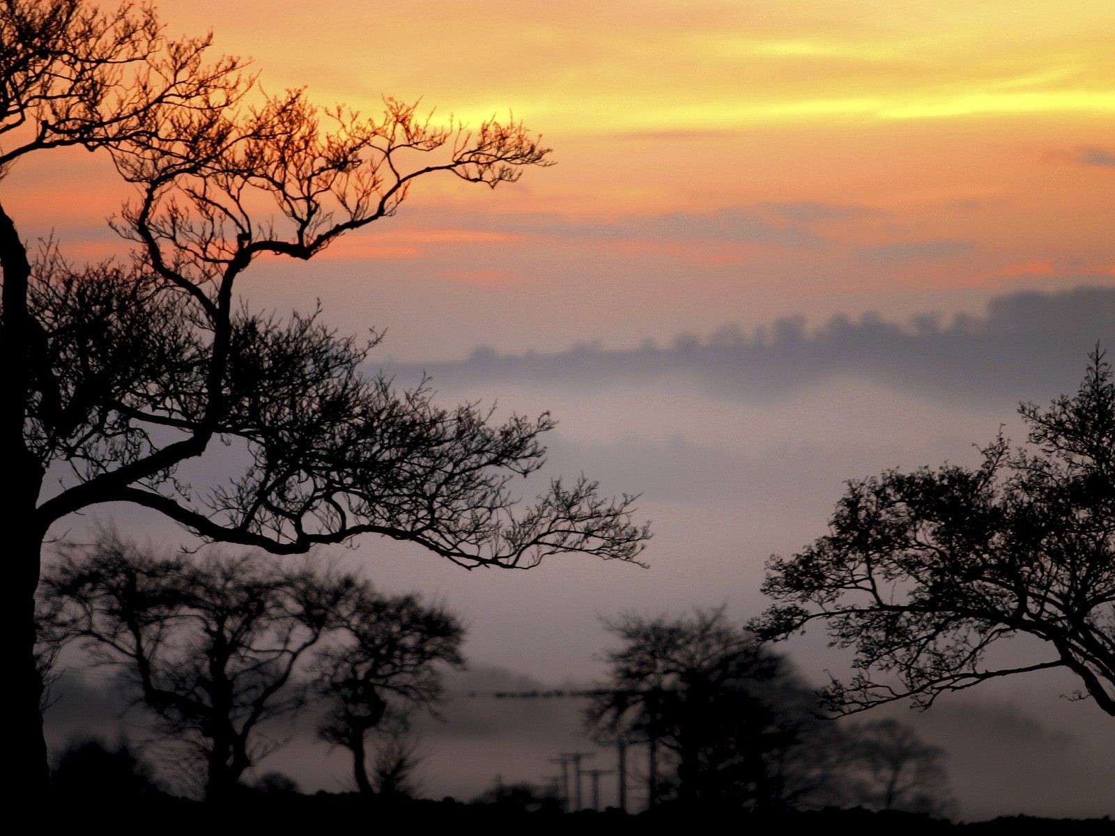 arancione alberi cielo