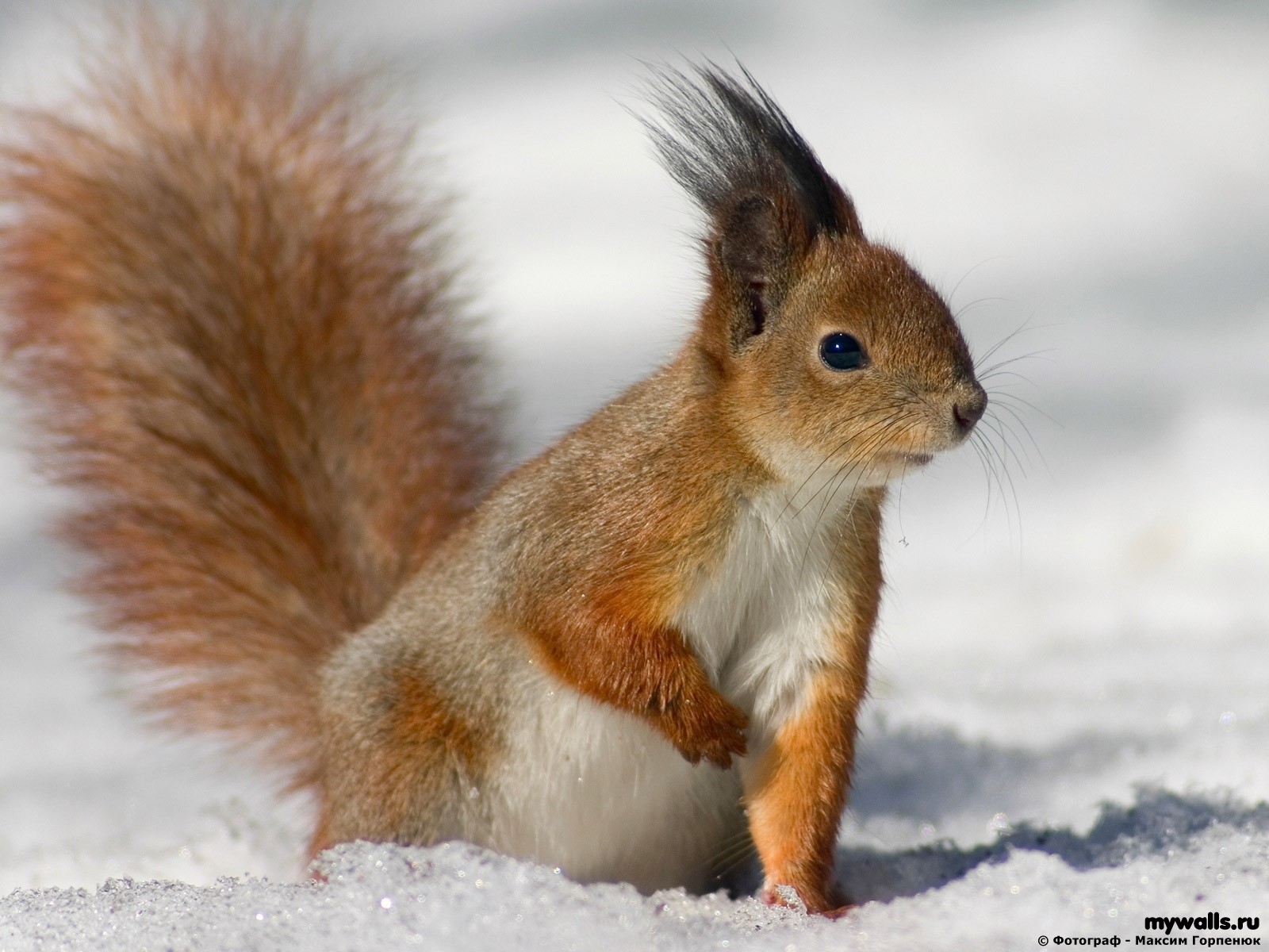 eichhörnchen schnee schwanz