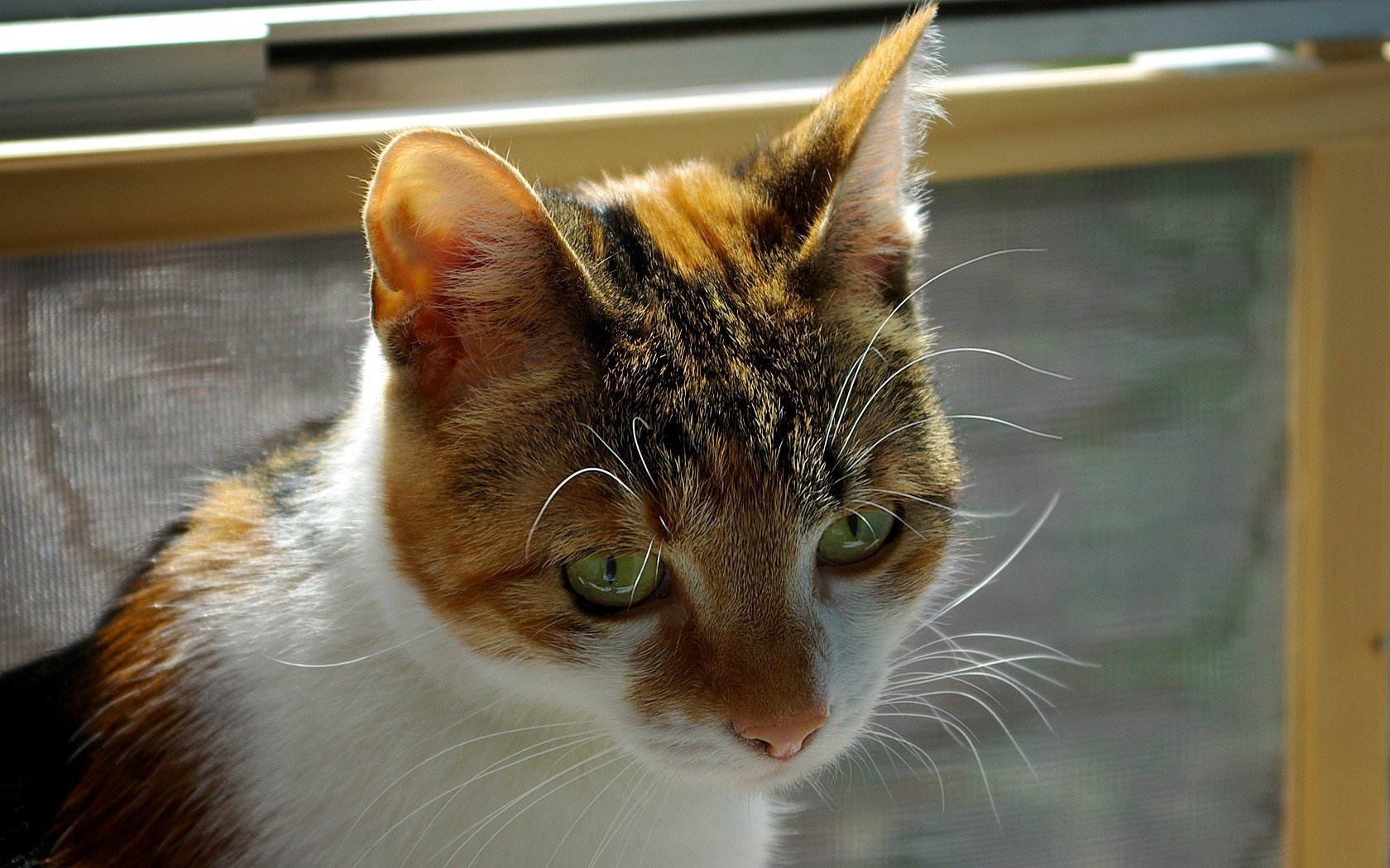 potted color cat green eyes animals gaze feline eye