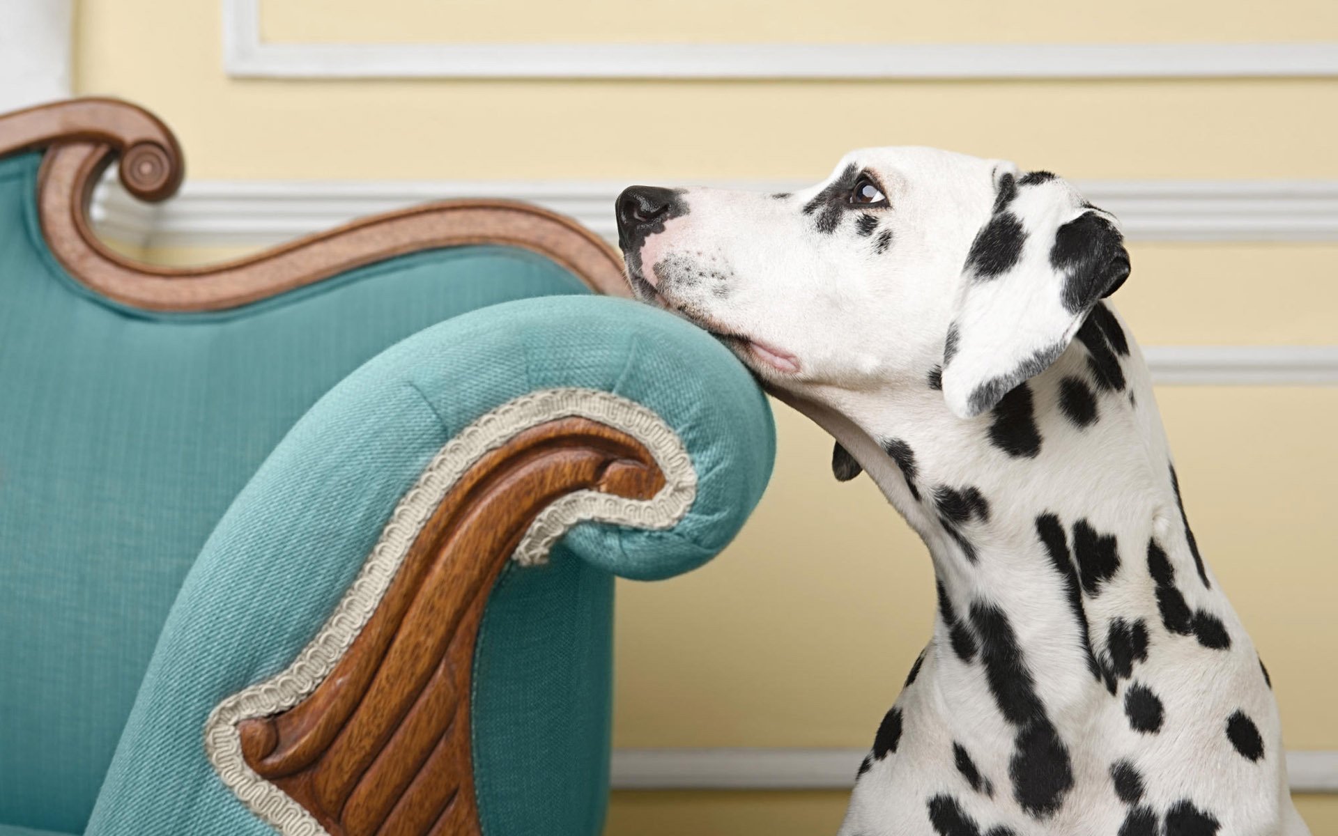 blauer sessel dalmatiner fernblick hunde traurigkeit