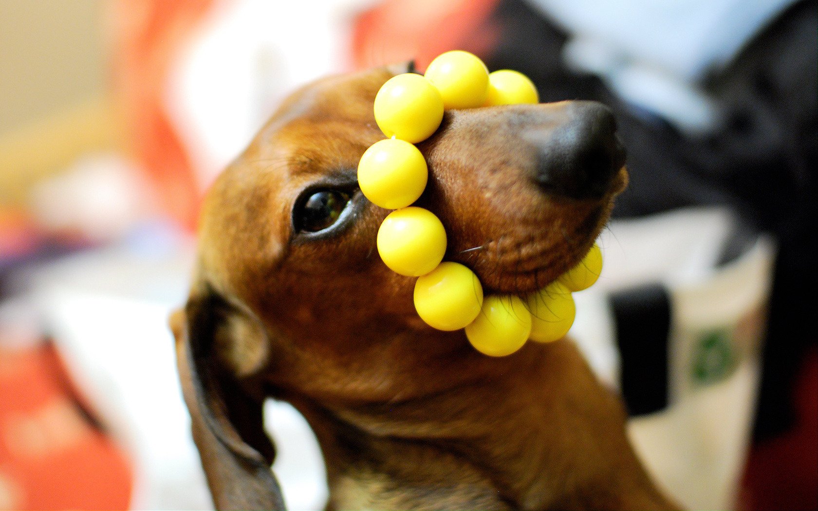 yellow bracelet on the nose doggie dog