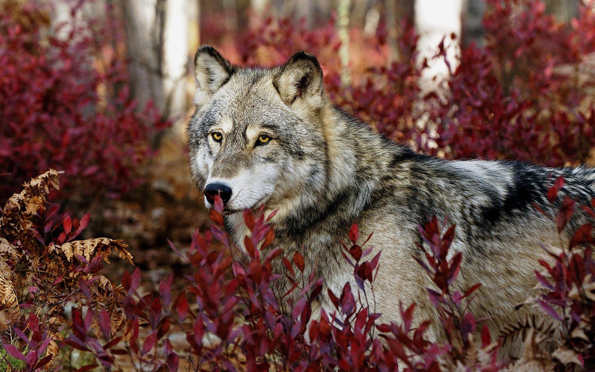 plantes rouges loup gris regard