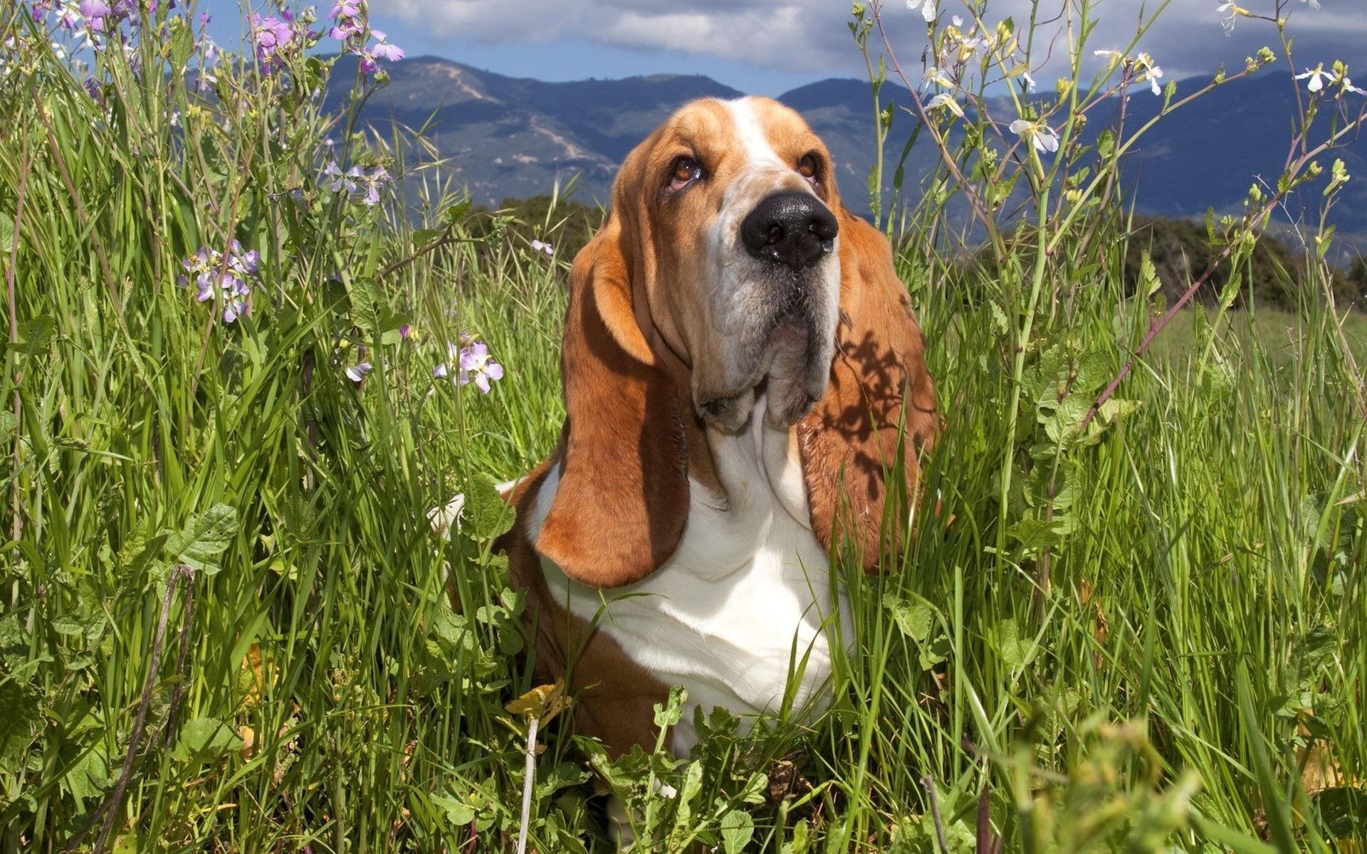 ojos cansados orejas largas flores orejas largas día soleado perros vista perro montañas verano hierba campo hocico nariz nubes cielo