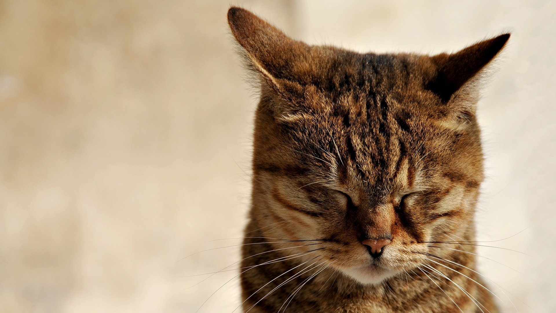 ojos cerrados gato zarcillos animales sueño felino