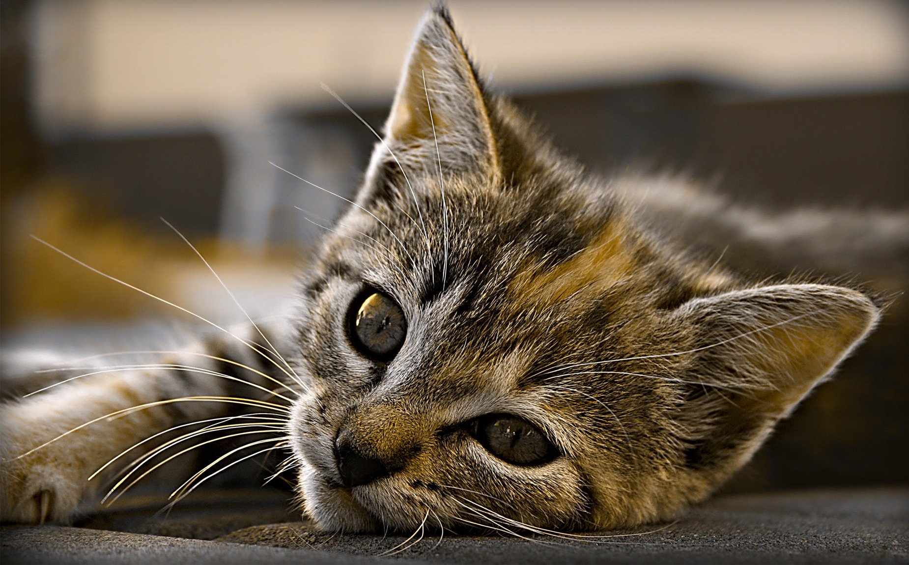 piccolo gatto si trova orecchie animali vista gattini gatto occhi macro