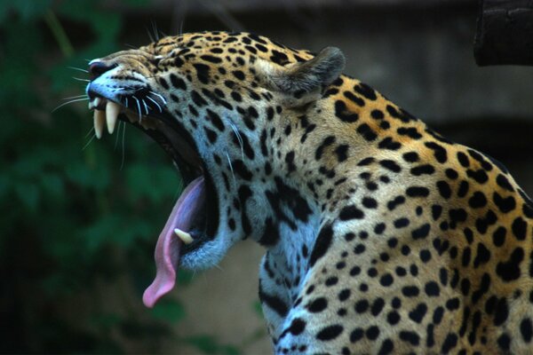 Jaguar opened his mouth and stuck out his tongue