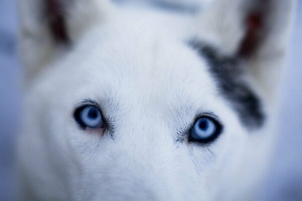 The chilling blue gaze of a white dog