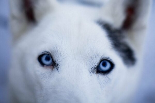 Леденящий голубой взгляд белой собаки