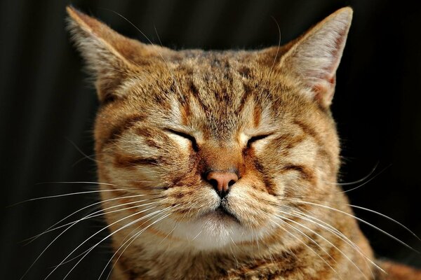 El gato de color rojo soñoliento entrecerró los ojos