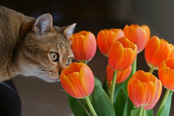 A cat and a bouquet of orange tulips