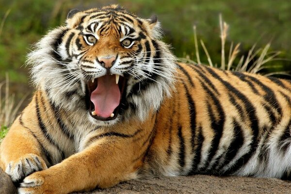 The grin of a predatory tiger