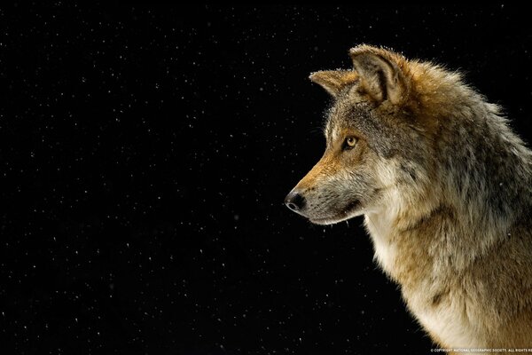 Wolf on the background of the starry sky