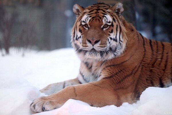 Una tigre a strisce giace nel cumulo di neve