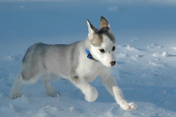 Beautiful face of a running husky