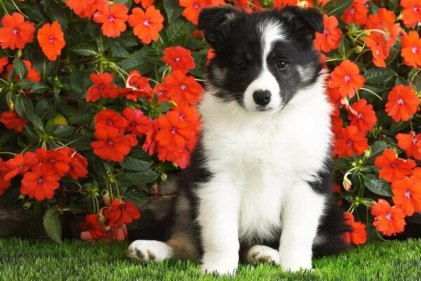 The puppy is sitting near the red flowers