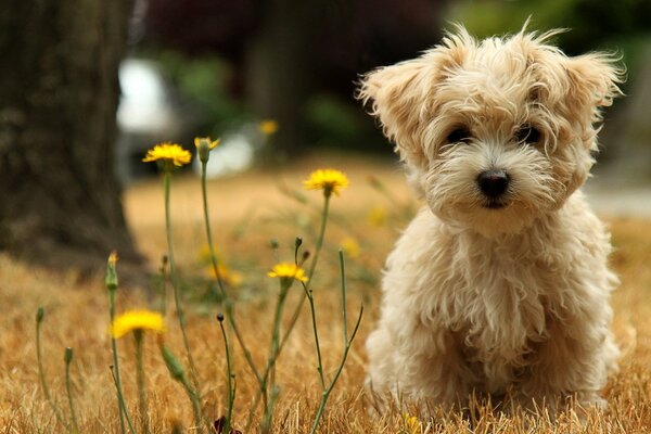 Kind creation of a white balloon puppy