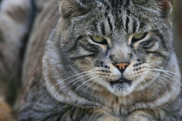 Gros chat sévère après le dîner