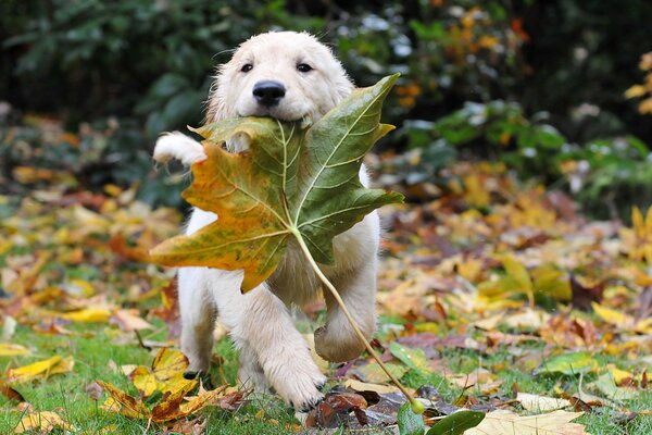 A puppy with a contented muzzle plays with a maple leaf