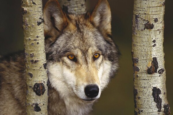 Museau de loup aux yeux orange et troncs de bouleau