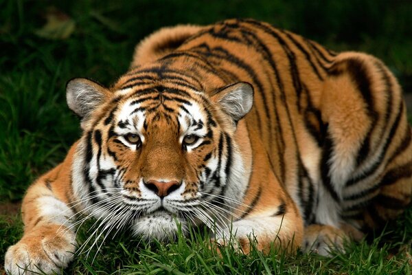 Resting tiger on the grass