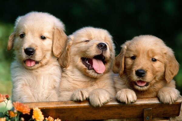 Three Labrador puppies on the bench, what could be more positive