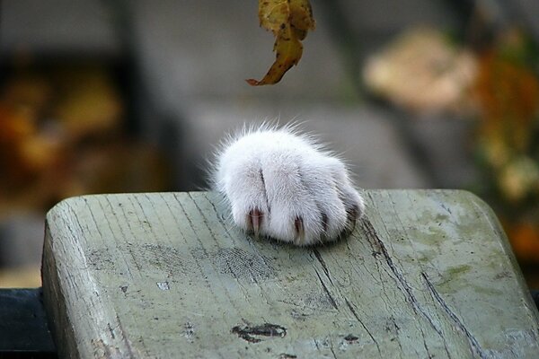 Weiße Katzenpfote mit scharfen Krallen