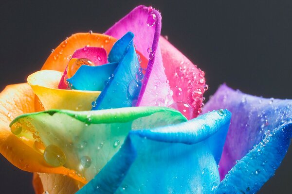 Rosa con pétalos de colores en gotas de rocío