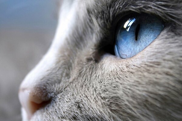 Gatto grigio con bellissimi occhi blu