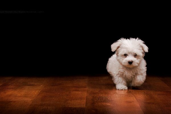 A faithful woolen friend on a dark background