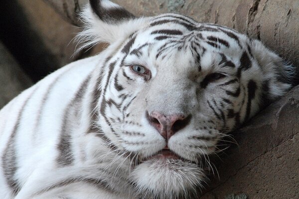 Albino tigers with grey eyes and pink nose