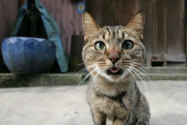 Die Katze mit der ausgestreckten Zunge will Wasser