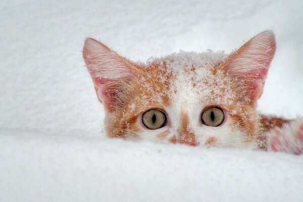 Un gatito en la nieve se asoma por detrás de un ventisquero