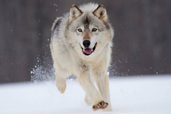 En hiver, un loup blanc court dans la neige avec une vitesse et un fort regard