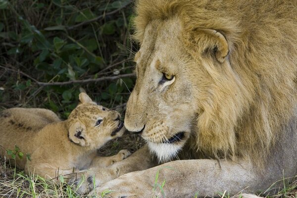 Papa Lion with a lion cub lies in the grass