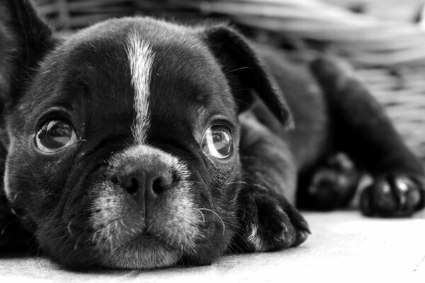 Bouledogue français avec de la laine noire et une bande sur le visage , avec de bons yeux une telle cutie