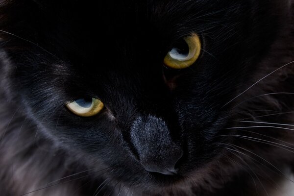 Gato negro con ojos amarillos