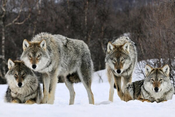 Manada de lobos grises en la nieve