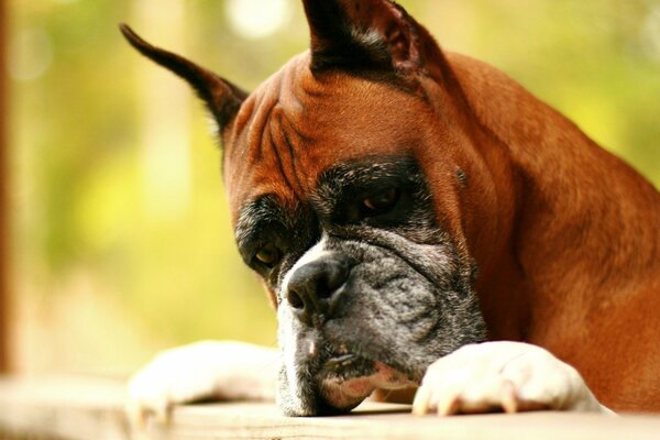 Adulto perro boxeador mirando a lo lejos