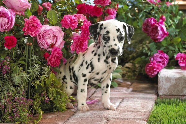 A Dalmatian puppy near pink peonies