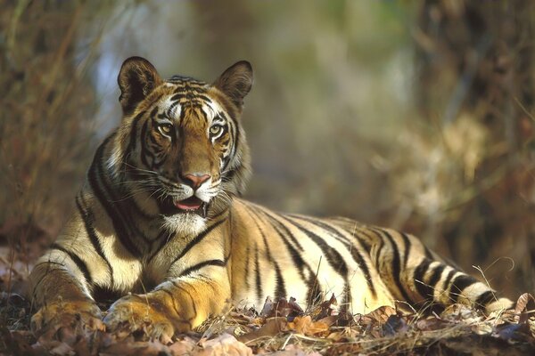 Полосатый хищник тигр в осенней листве