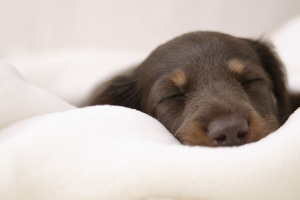 Cute puppy, on a feather bed like in the clouds