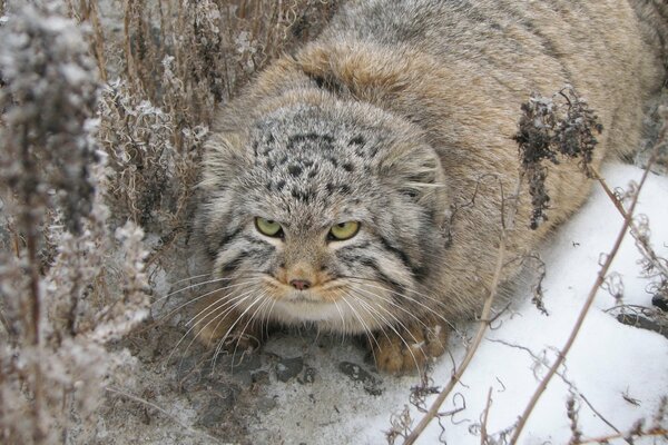 Eine Waldkatze im Winter in einem warmen Pelzmantel