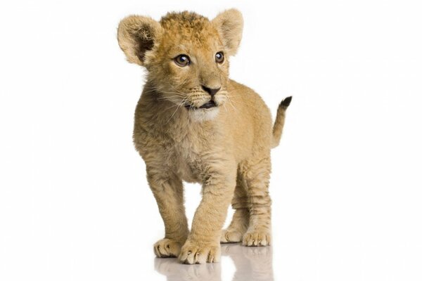 Baby lion cub with kind eyes