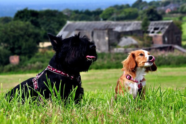 In the green grass there are two dogs black and brown with elongated tongues