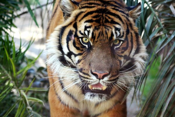 Ein Tiger, der in freier Wildbahn knurrt