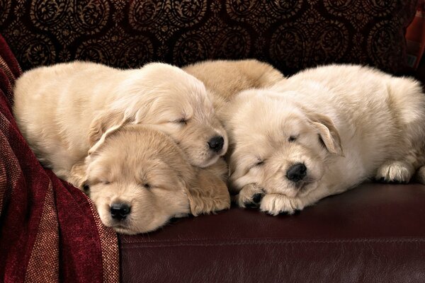Trois chiots dorment sur un canapé en cuir brun