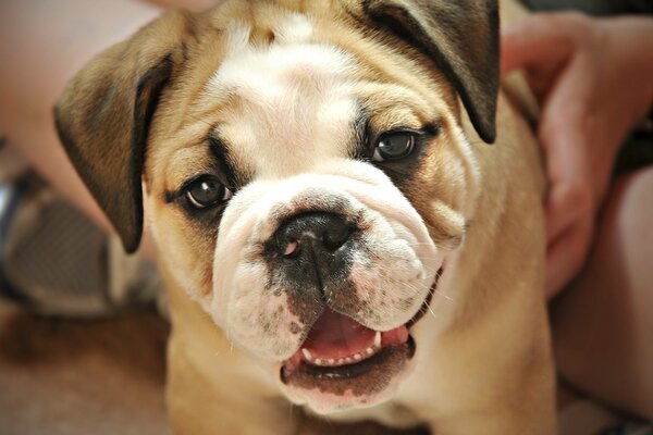 Cute English Bulldog look